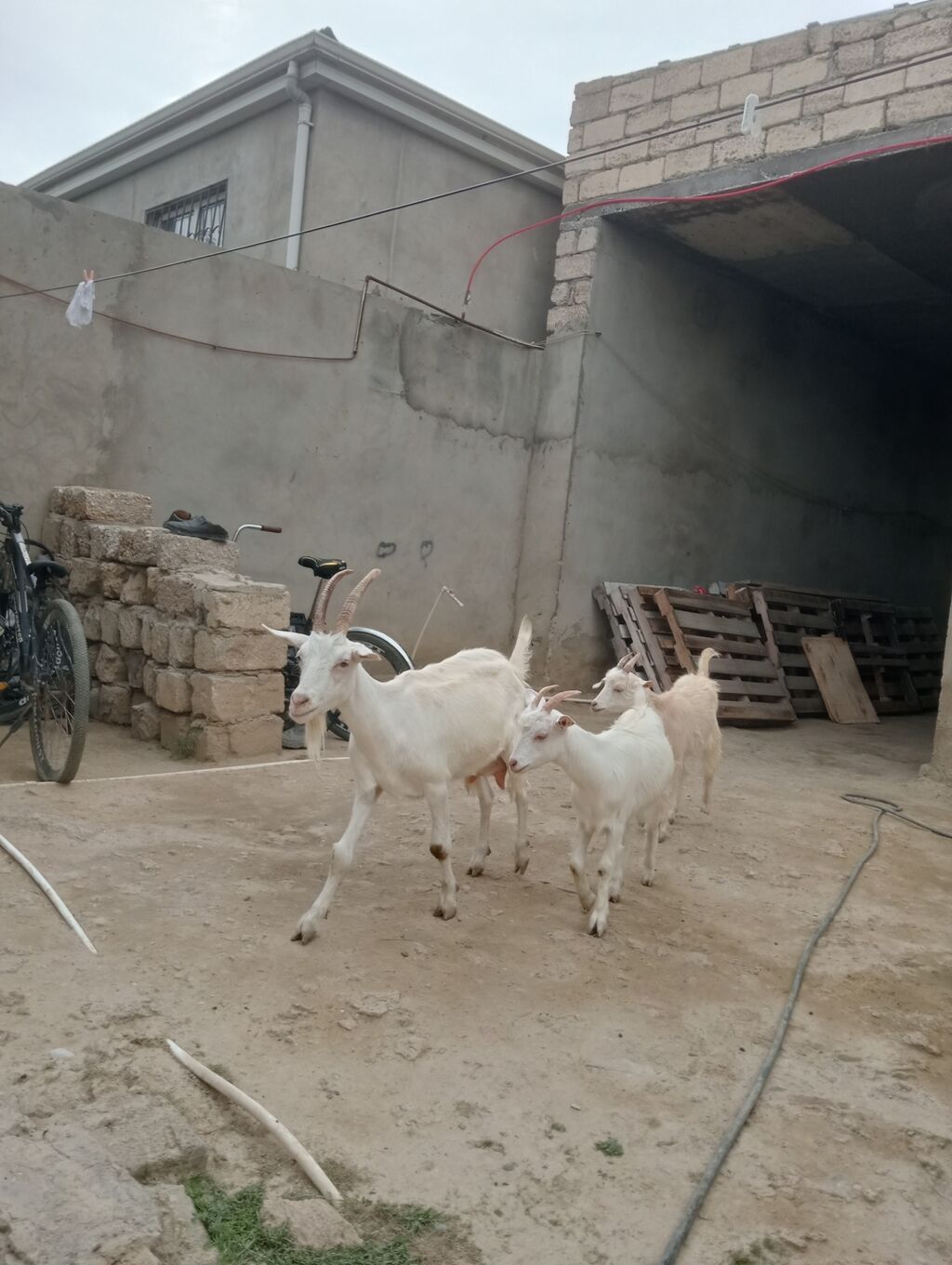 Dişi, Zanen, il: 1, 55 kq, Südlük, Pulsuz çatdırılma — Kənd təsərrüfatı heyvanları, Digah (2)