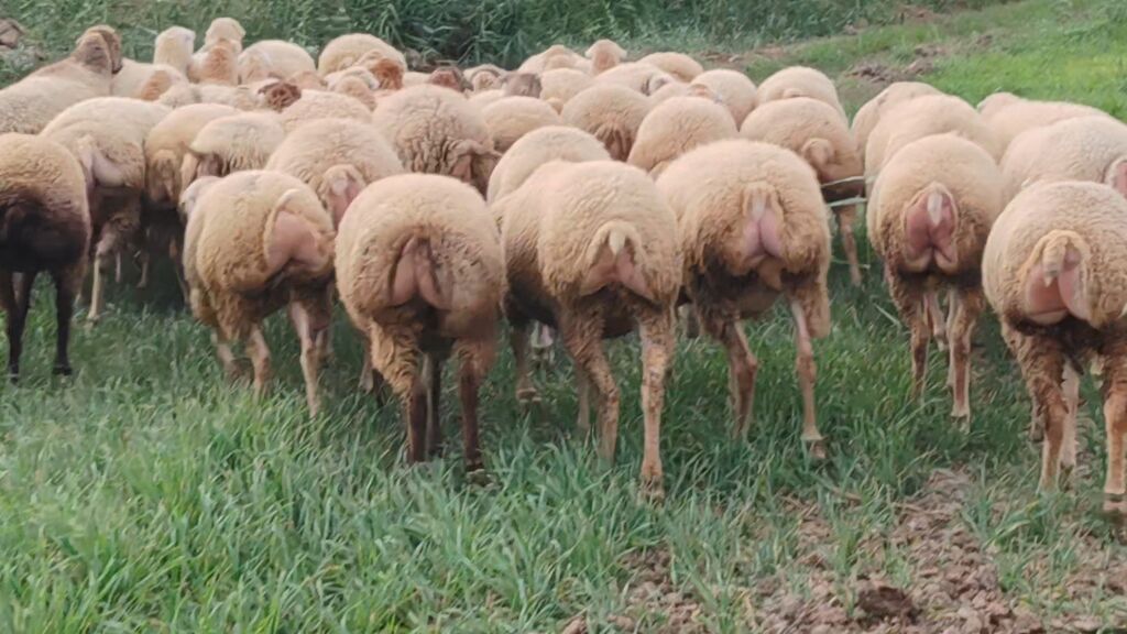 Qoyun sürüsü – süd və ət istiqamətli dişi heyvanlar - Növ: yerli — Kənd təsərrüfatı heyvanları, Beyləqan (6)