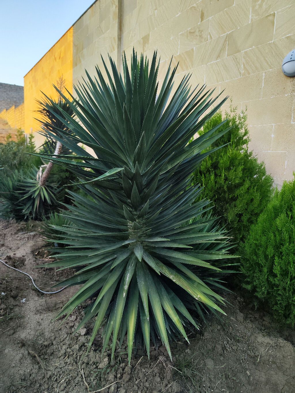 Yucca: hətta yeni başlayanlarla birlikdə gedən sərt gözəllik. Bütün — Ağaclar və fidan, Bakı (7)