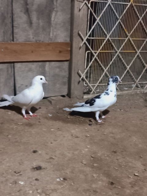Məhsul: Ev göyərçinləri (cüt) Təsvir: - Rənglər: biri tam ağ, digəri — Digah
