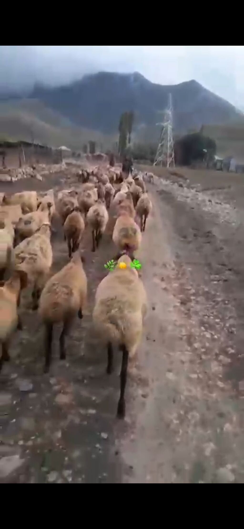 Satışda: Qoyun sürüsü - Növ: Yerli ətlik/yunlu qoyunlar - Təxmini — Kənd təsərrüfatı heyvanları, Masazır