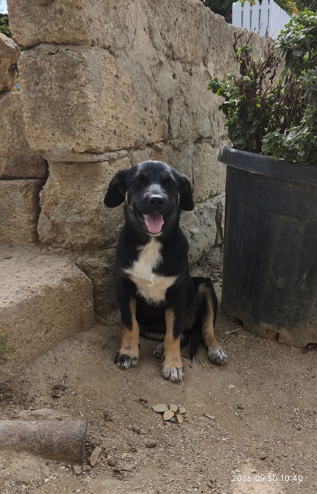 Zvonok, 6 ay, Dişi — Köpəklər, Fatmayı