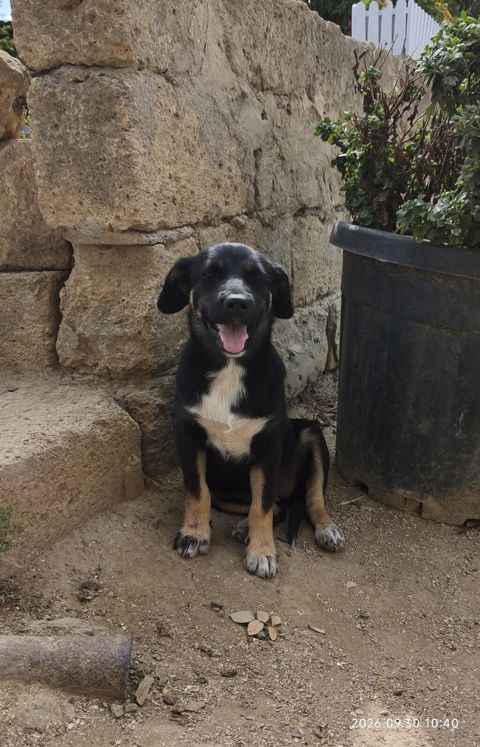 Zvonok, 6 ay, Dişi — Fatmayı