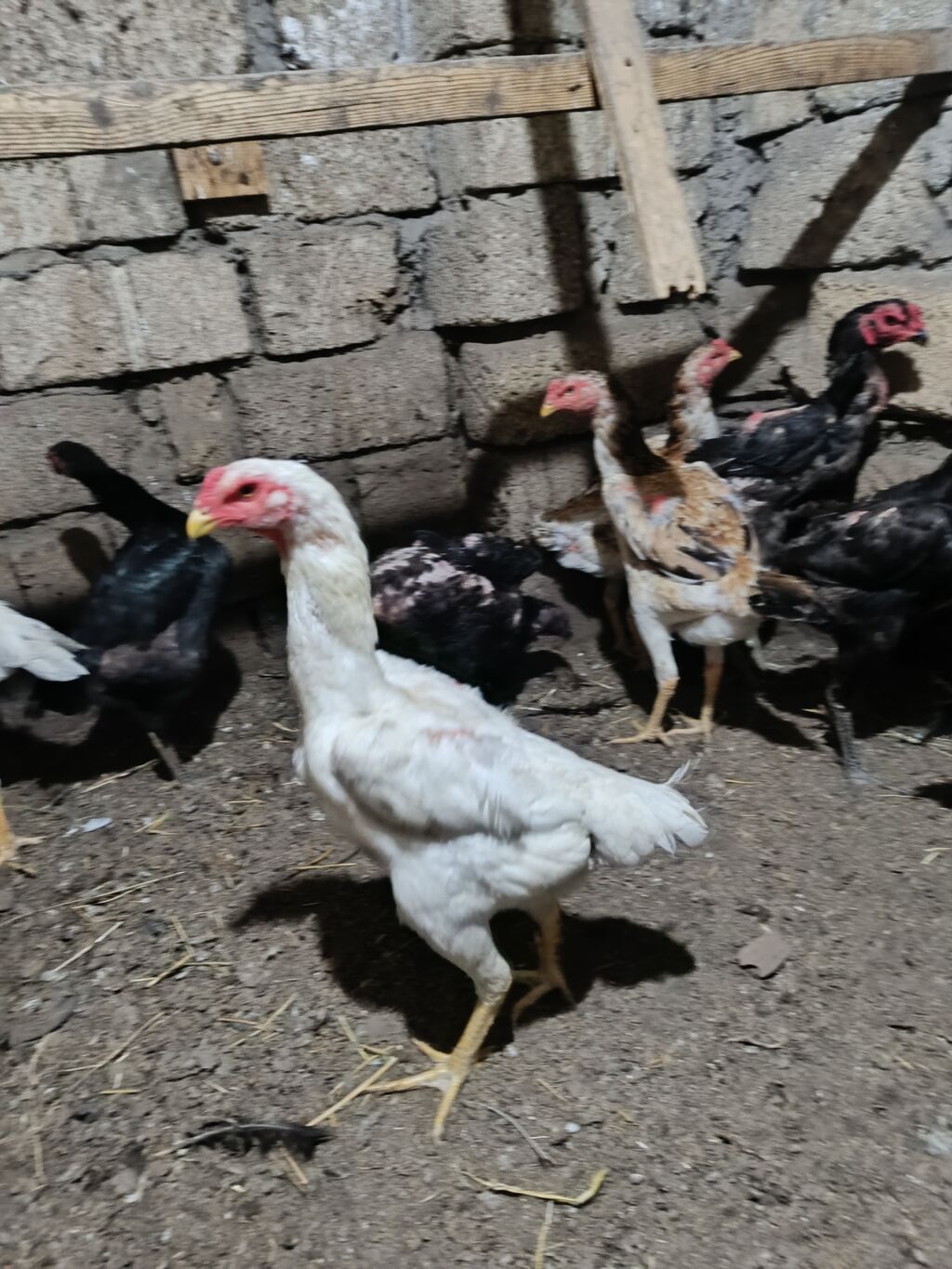 O shamo beyratilari.Qiymet 100-250 manat arasi deyisir.Sumqayit — Digərləri, Sumqayıt (6)