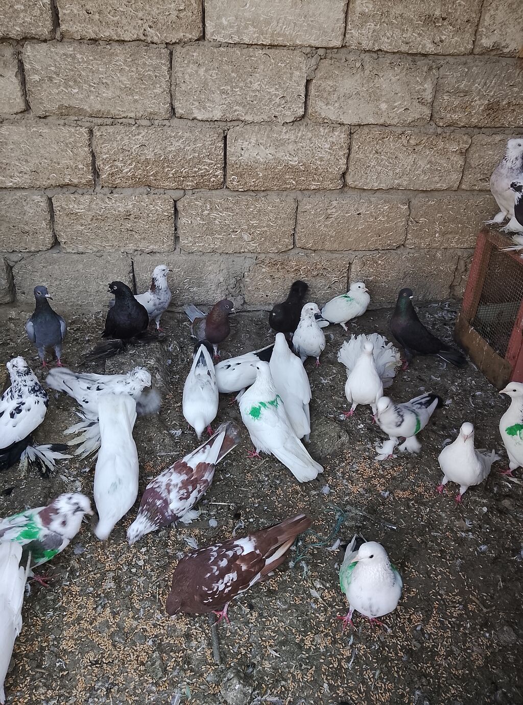 Salam 80 dene olar quş var hem dekarativ hem uçan qusdar yaxşı dirakon — Göyərçin, Digah (4)