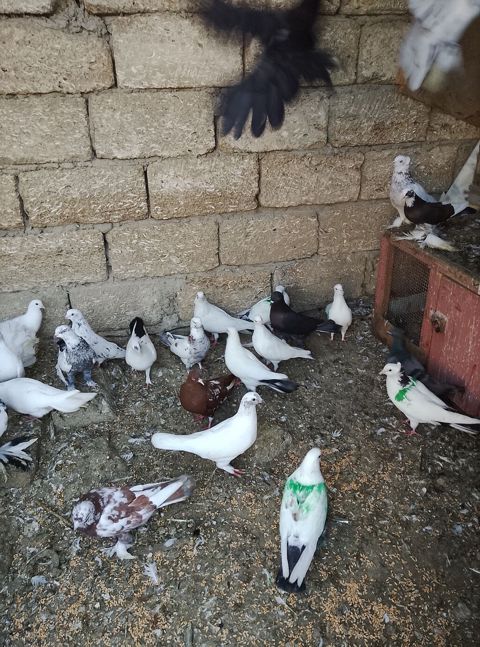 Salam 80 dene olar quş var hem dekarativ hem uçan qusdar yaxşı dirakon — Digah