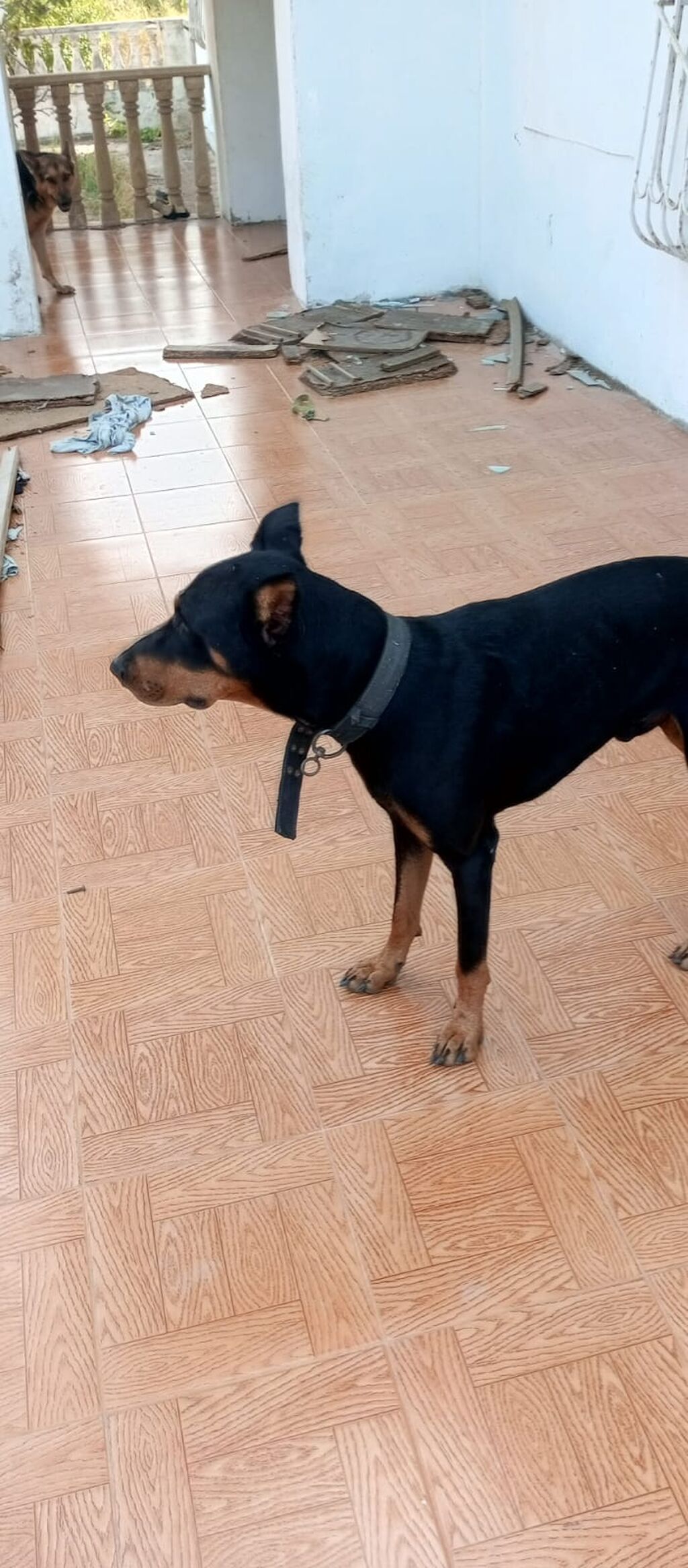 Doberman, 10 ay — Köpəklər, Digah (2)