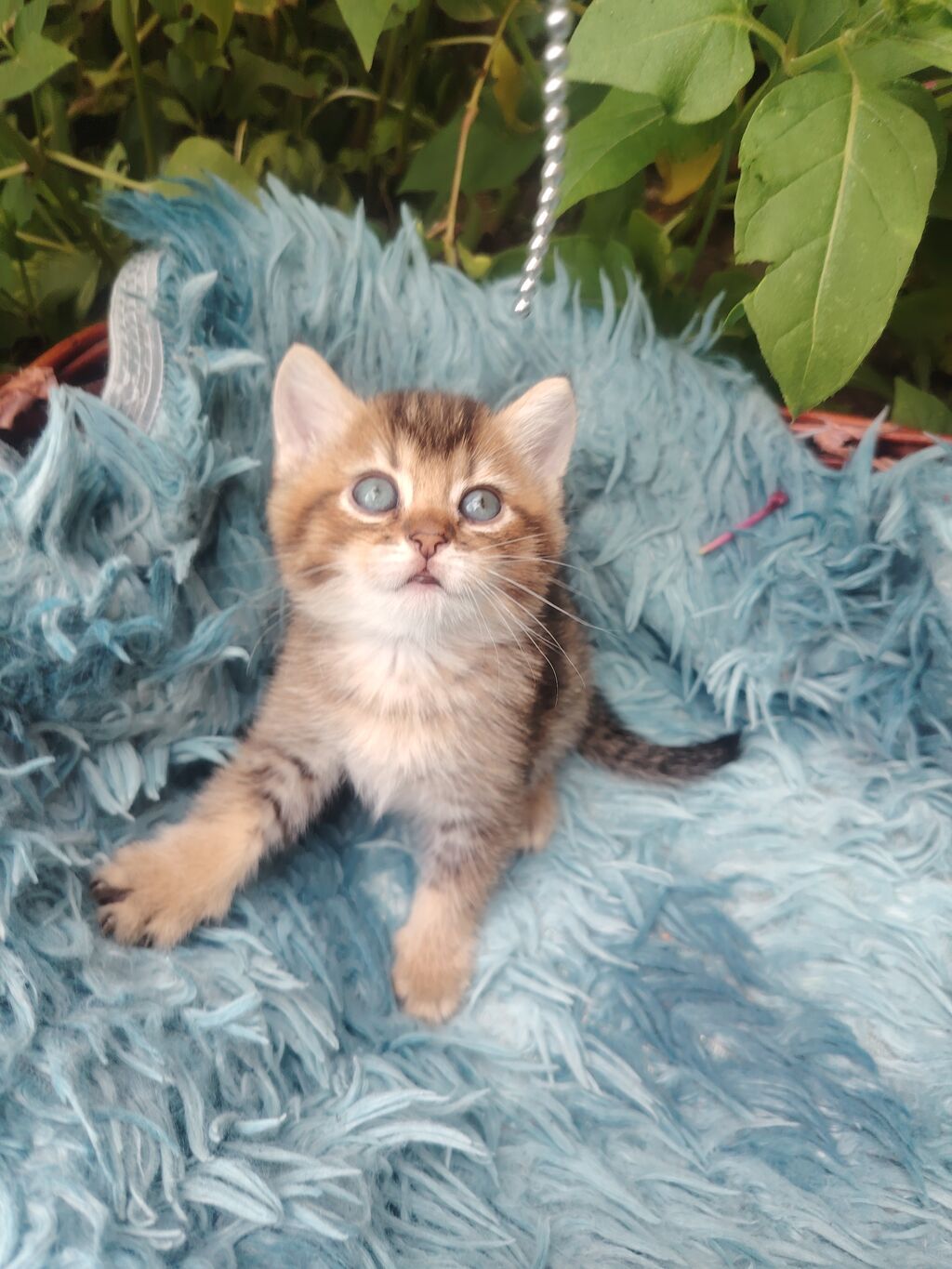 Qızıl şinşilla, Erkək, Dişi, Yaxşı əllərə, Ünvandan götürmə — Pişiklər, Digah (5)
