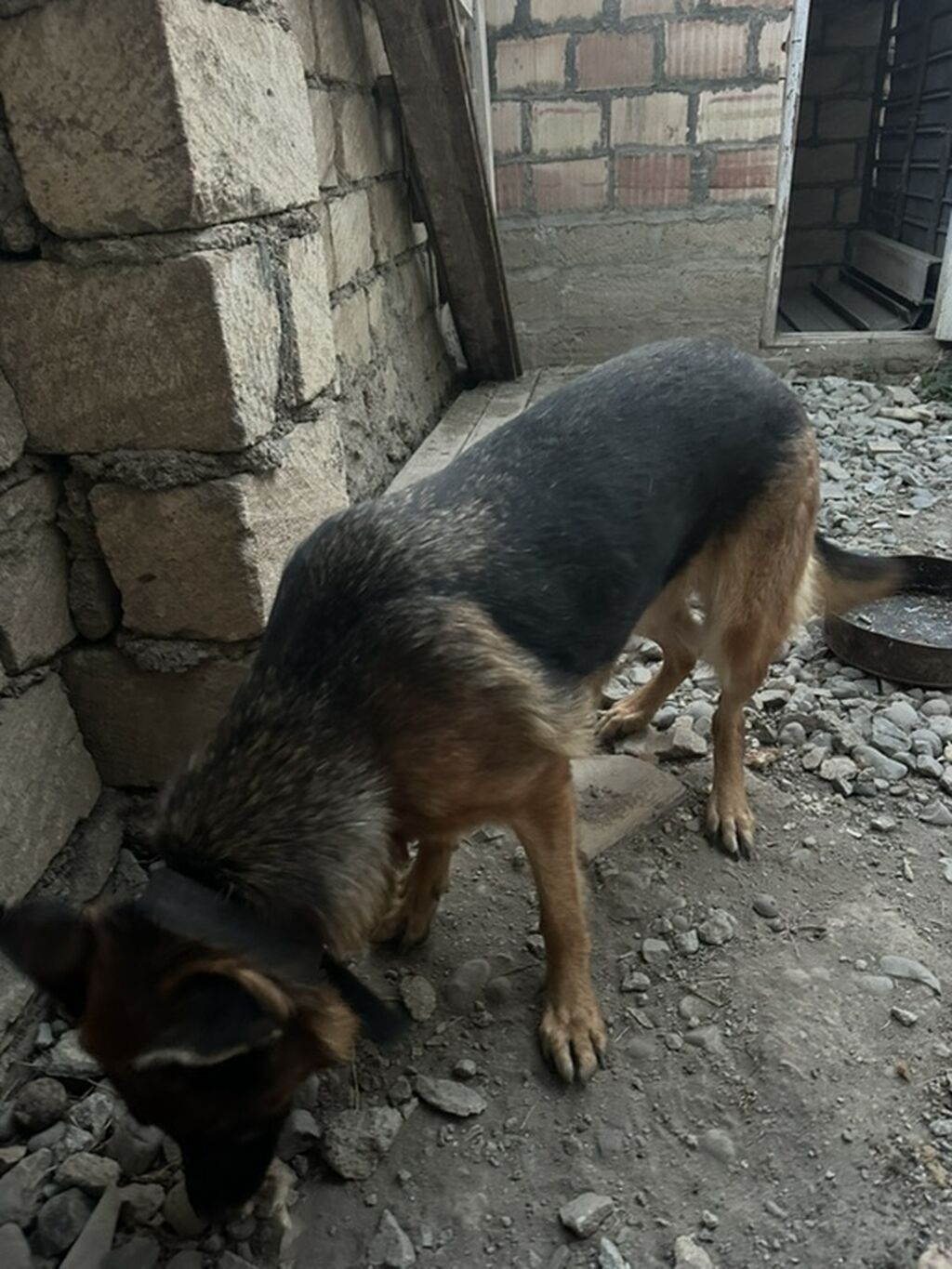 Alman çoban iti, 6 il, Dişi — Köpəklər, Gəncə (2)