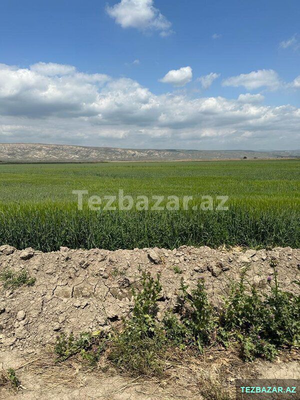 Saatlıda 110 ha kupçalı ferma satılır — Əmlak, Saatlı (3)
