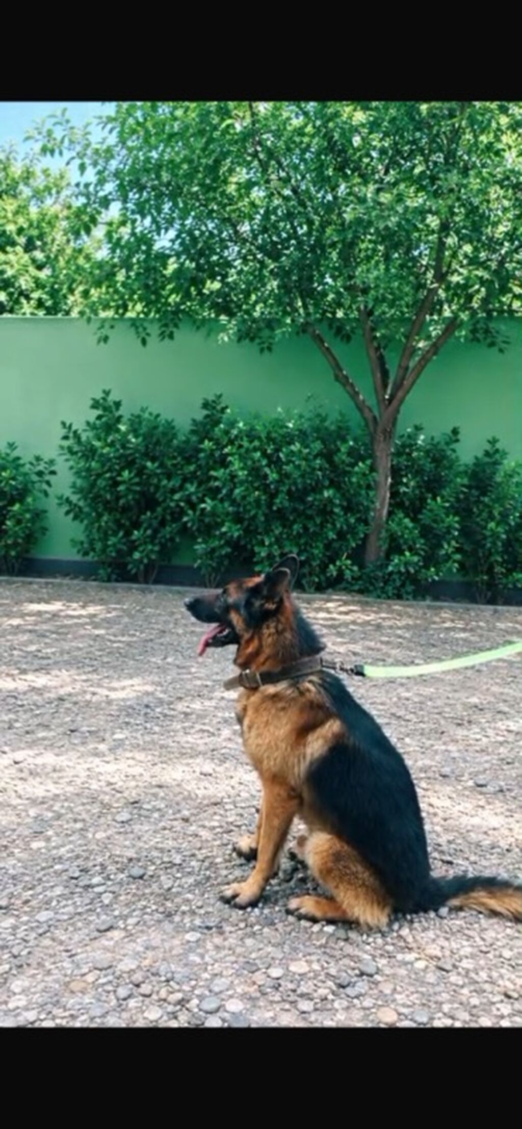 Alman çoban iti — Köpəklər, Bakı (3)