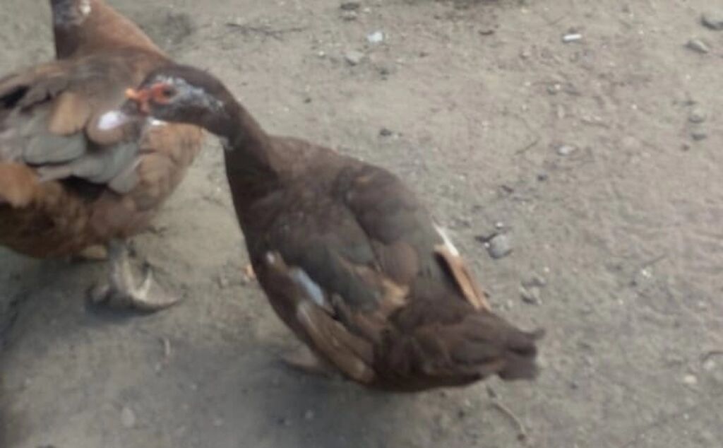 Təmiz qan 3 ədəd krasnadar dişi ördəklər satılır. 10 aylıqdılar — Digərləri, Bakı (3)