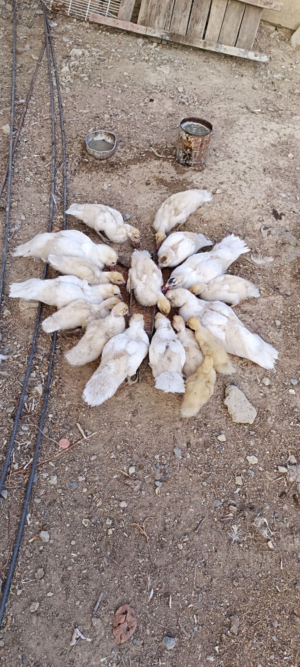 17 eded hami 200azn unvan Saray qesebesi — Digərləri, Saray (2)