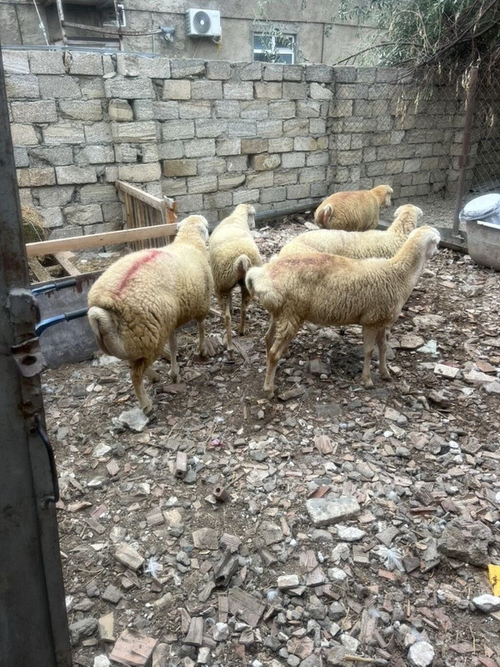 Beyləqan cinsi Damazlıg 4 disi 1 erkət toglu ünvan musviqabad qəsəbəsi — Kənd təsərrüfatı heyvanları, Bakı (2)