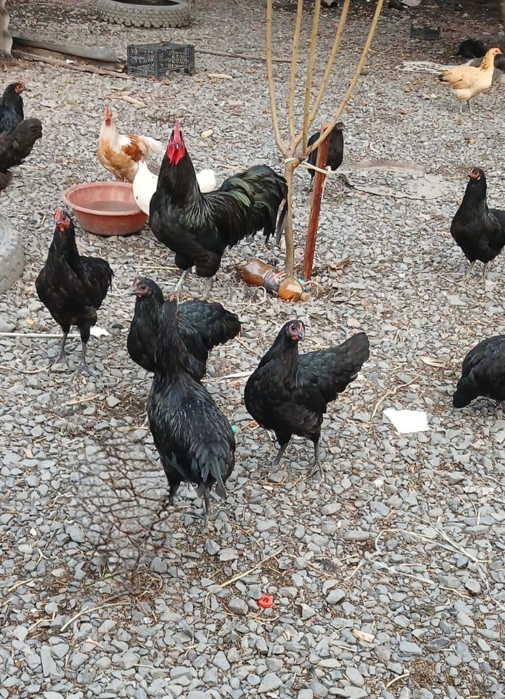 Toyuq, Yumurtalıq — Toyuq və xoruz, Qəbələ (2)