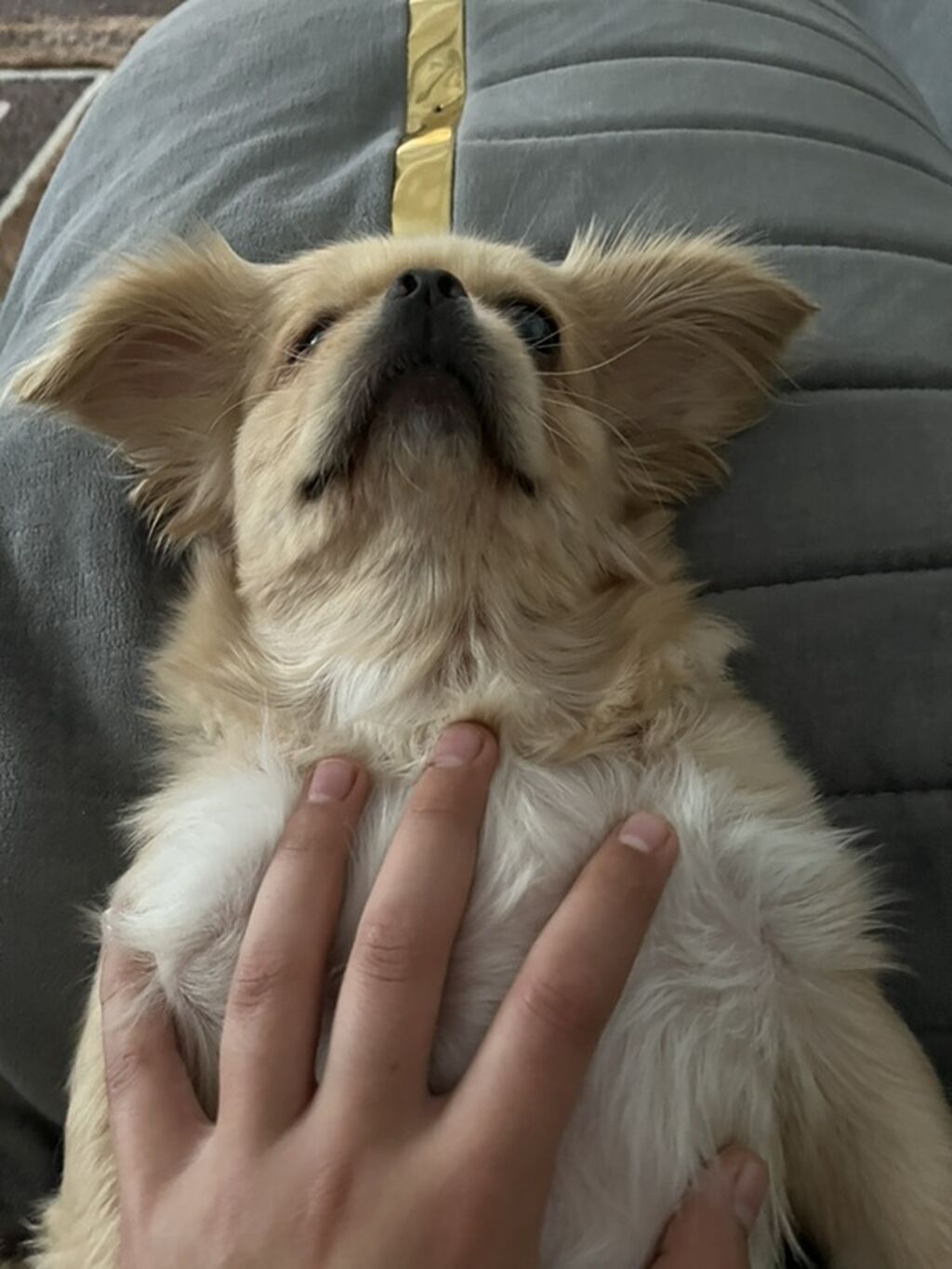 Pekines, 11 ay, Peyvəndli, Ödənişli çatdırılma — Köpəklər, Digah (3)