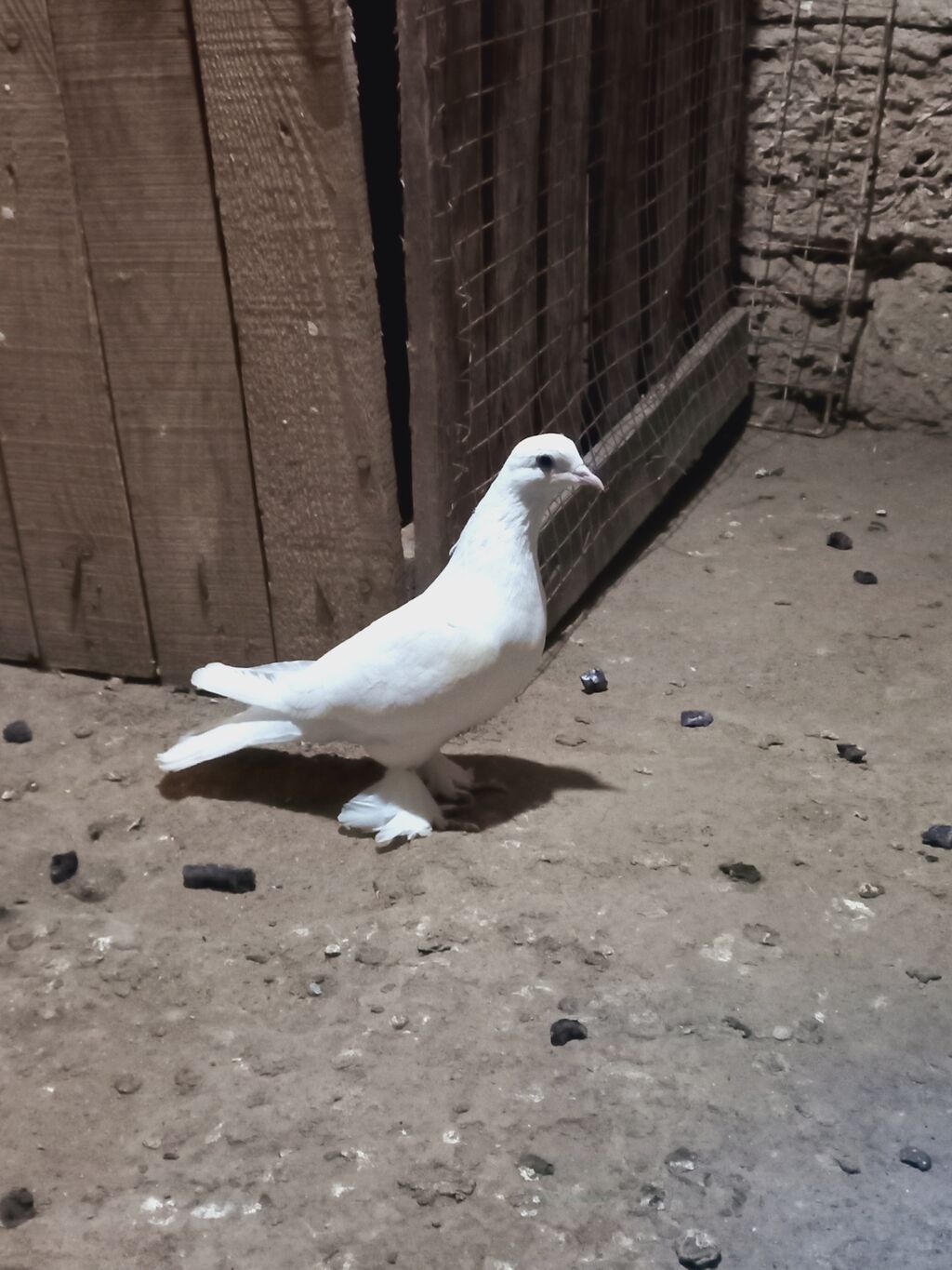 Ağ rəngli cüt göyərçin - Növ: dekorativ/ev göyərçinləri - Rəng: tam — Göyərçin, Digah (5)
