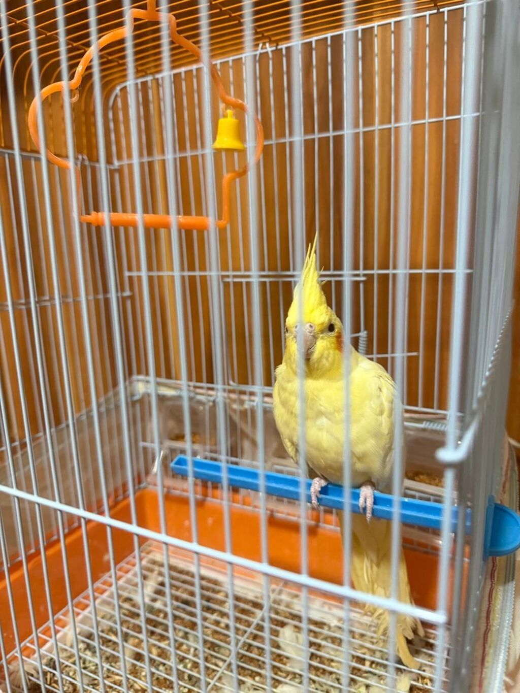 Növ: Nimfa (Cockatiel) – sarı rəng popuqay qefesle birlikte satilir — Digərləri, Bakı (2)