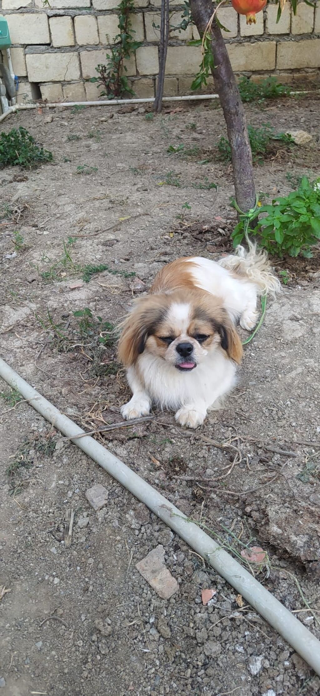 Pekines, 11 ay — Köpəklər, Digah (3)