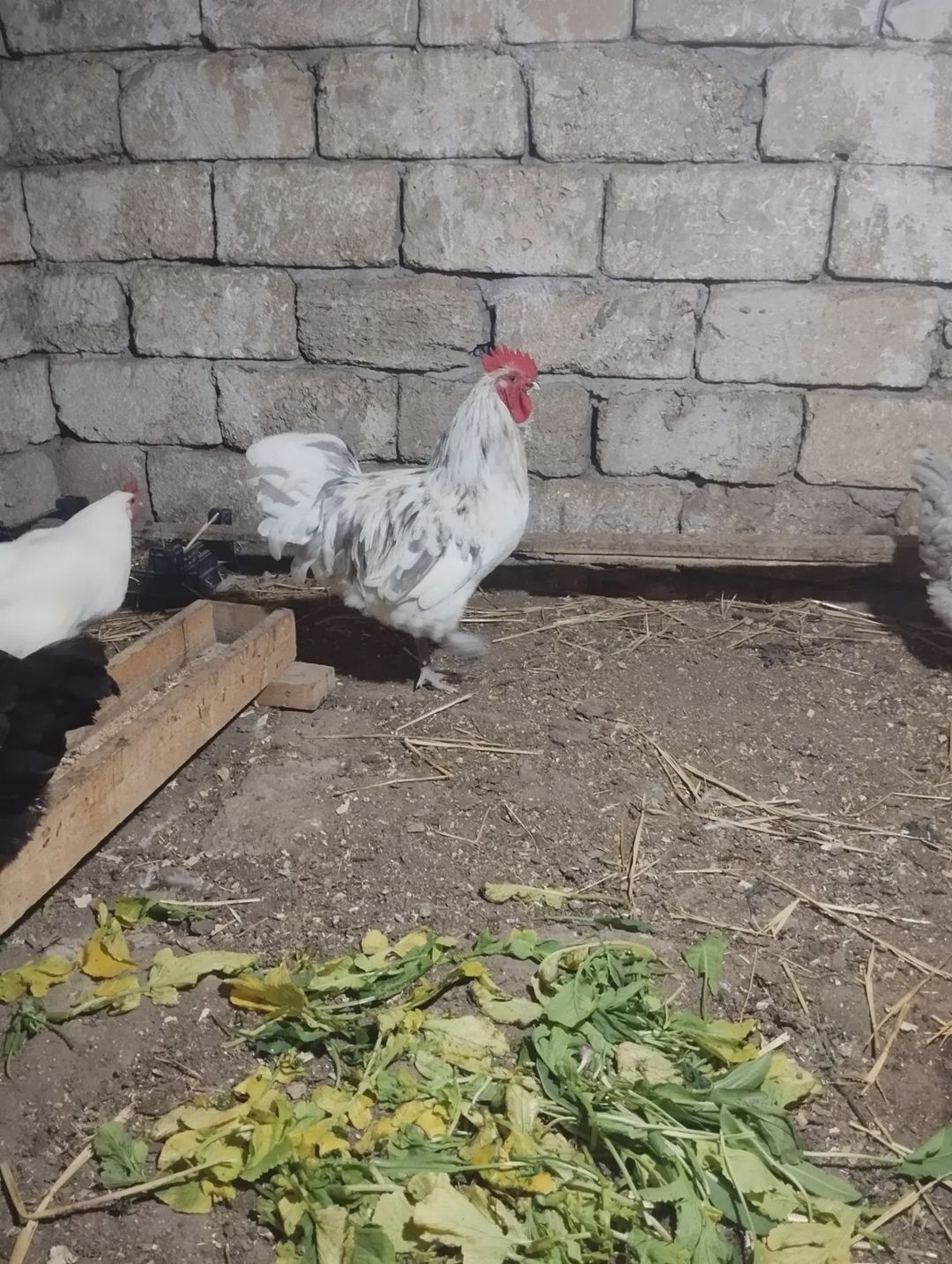 Splash avstrolop — Quşlar, Bakı (3)