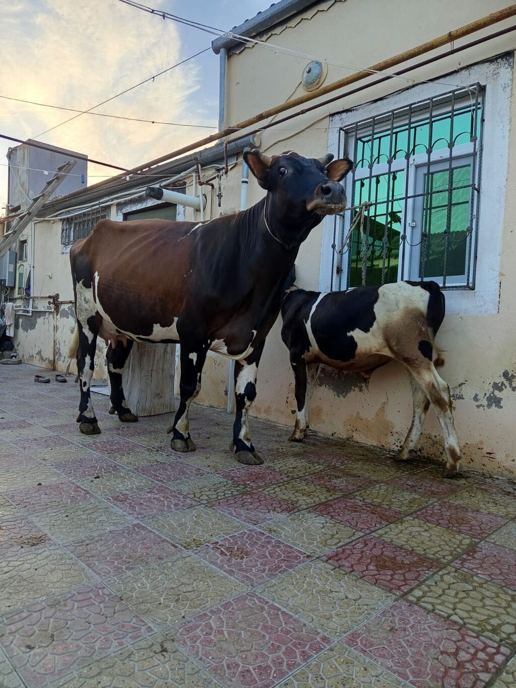 2 ci qarna balali duye sudu 18 litr .mayin 14 du dogub balasi erkeydi — Kənd təsərrüfatı heyvanları, Bakı