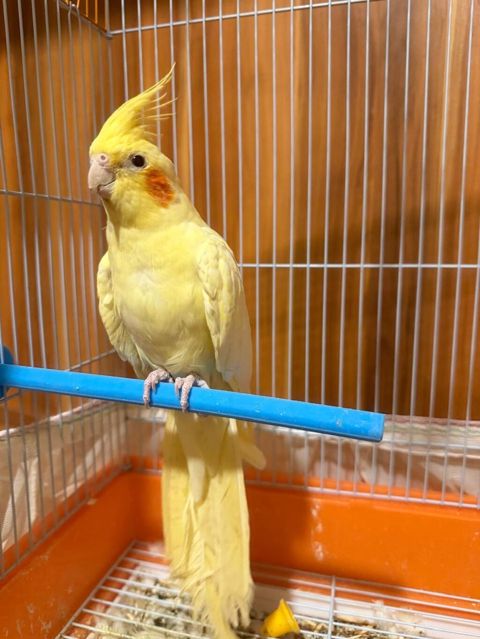 Növ: Nimfa (Cockatiel) – sarı rəng popuqay qefesle birlikte satilir — Bakı