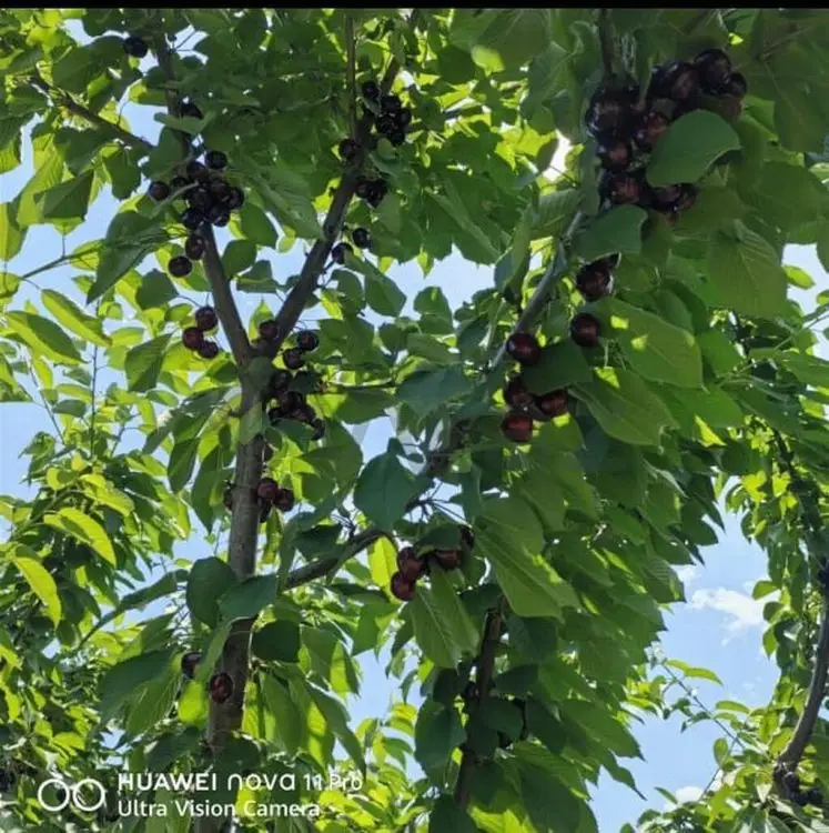 270 sot Torpaq Satılır, Xaçmaz — Torpaq, Xaçmaz (7)