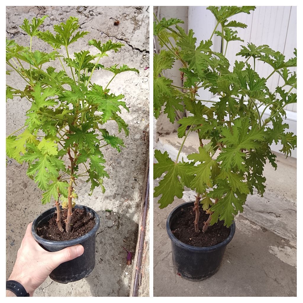 Ətirşah gülü (Pelargonium və ya Geranium) – xoş ətirli yarpaqları və — Bitkilər, Bakı (3)