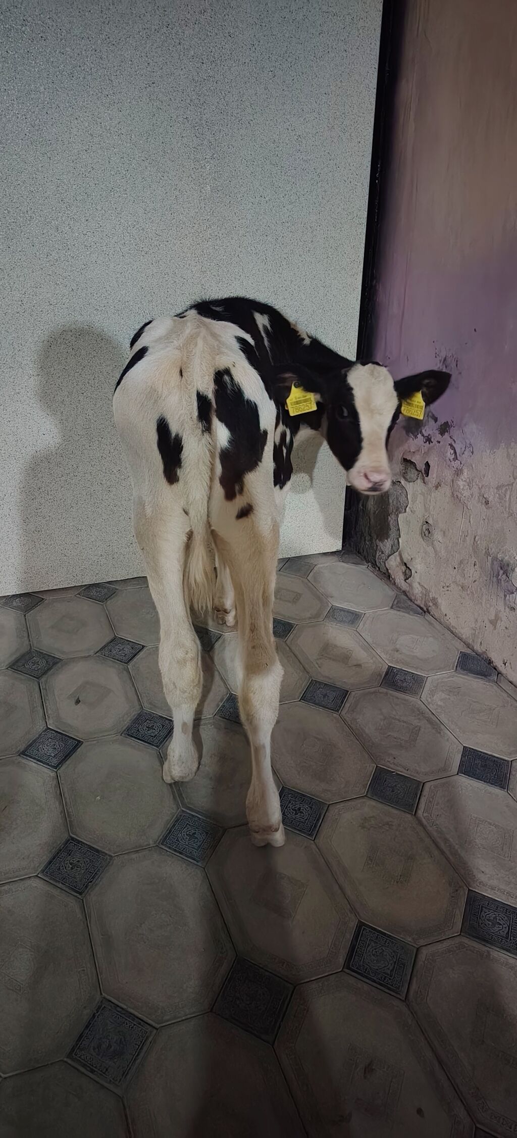 Dana, buzov, Dişi, Holsteyn, Simental, ay: 1, 85 kq, Damazlıq, Südlük, Ətlik — Kənd təsərrüfatı heyvanları, Ağdaş (2)