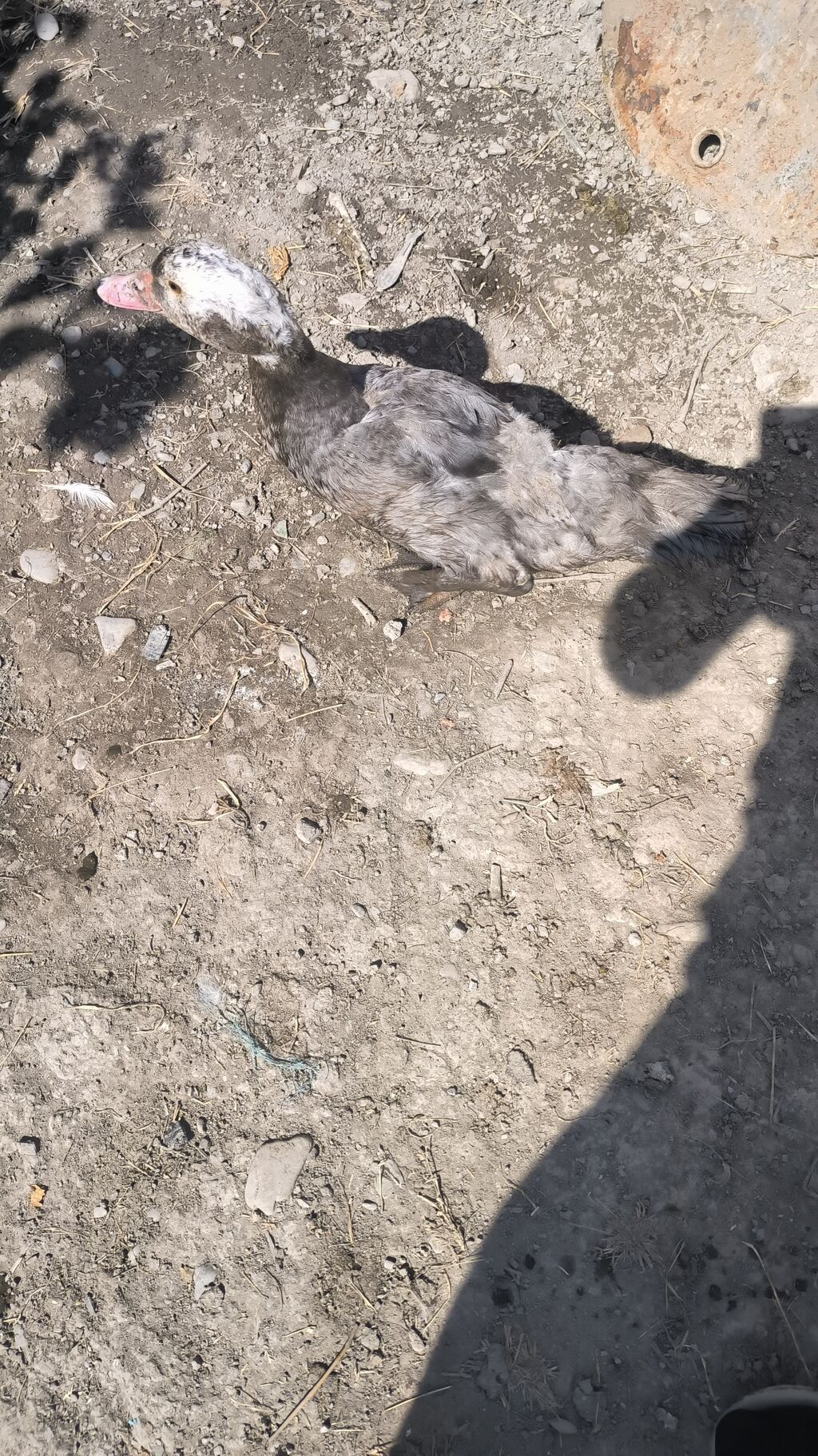 Lal ördəklər satılır ataları macar olub — Digərləri, Şəki (2)