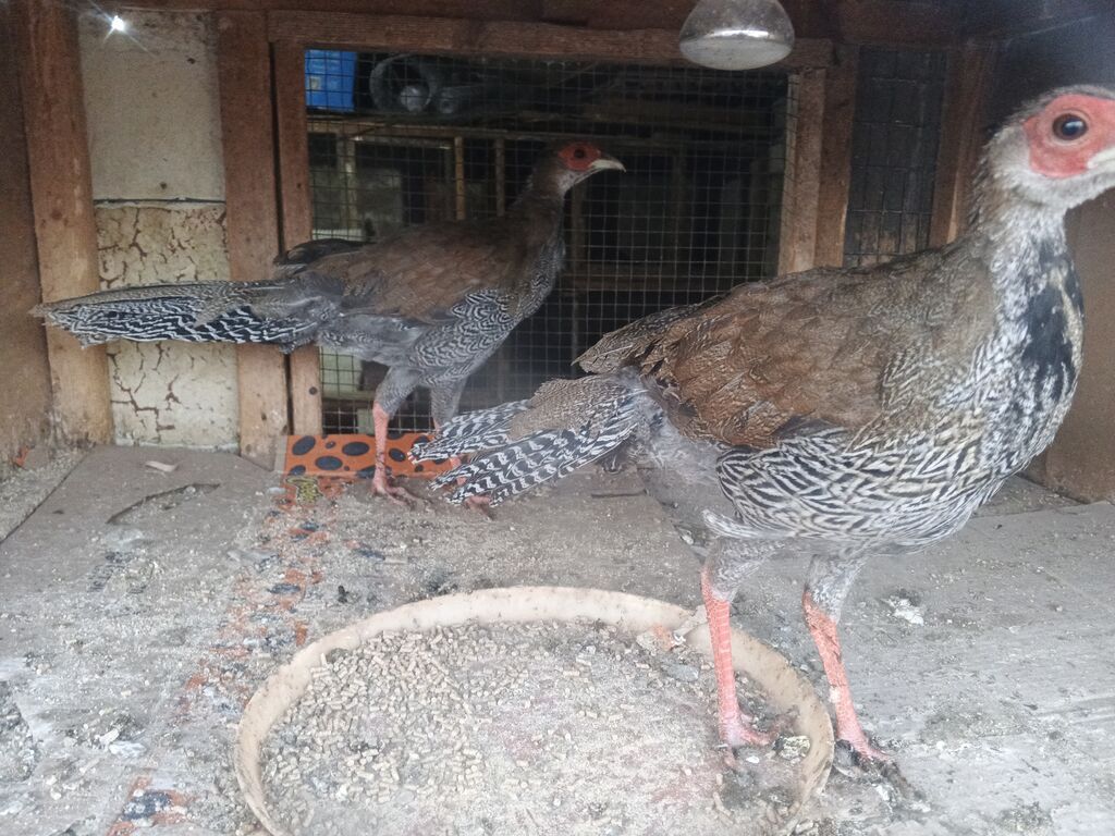 Toyuq, Damazlıq — Toyuq və xoruz, Digah (2)