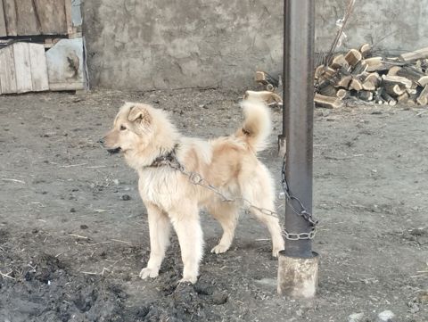 Qoruyucu it – uzun tüklü, orta ölçülü, qızılı-krem rəngdə — Oğuz