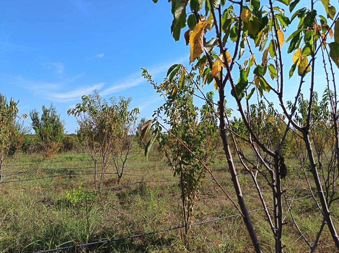 Satılır torpaq 152 sot — Torpaq, Göyçay (5)