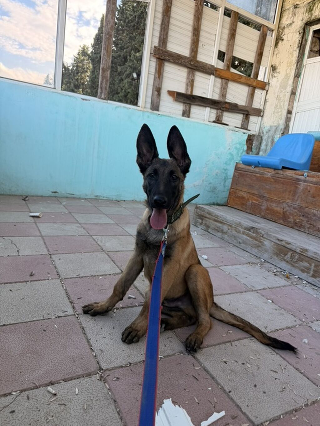Belçika çoban iti, 4 ay, Erkək — Köpəklər, Qazax