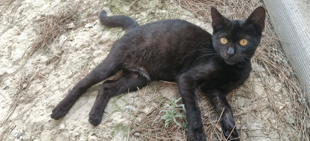 Van, Dişi, Yaxşı əllərə, Ünvandan götürmə — Pişiklər, Masazır (9)