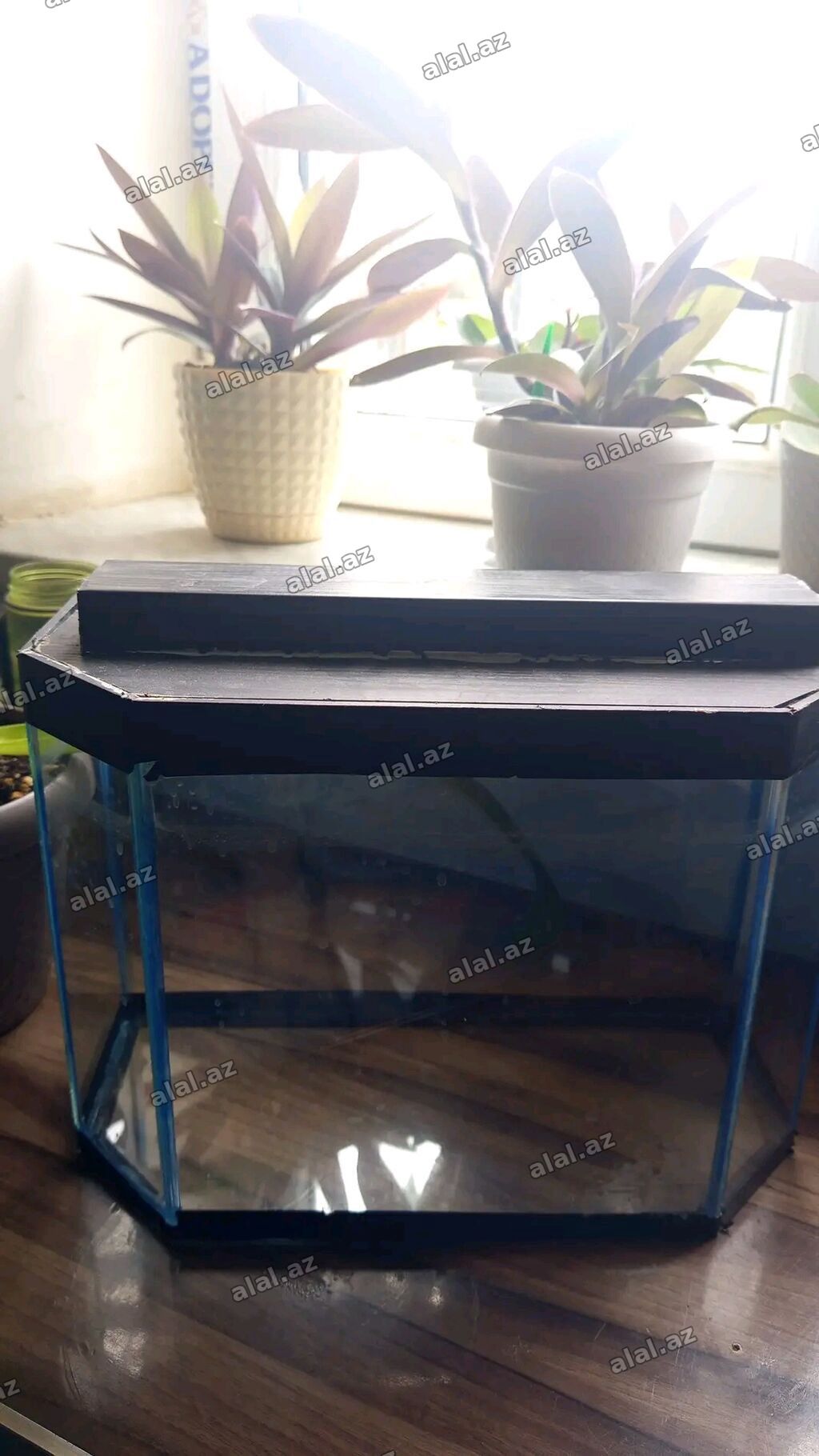 Heyvan aksesuarları seti - Akvarium: çoxbucaqlı formalı şüşə — Heyvanlar, Bakı