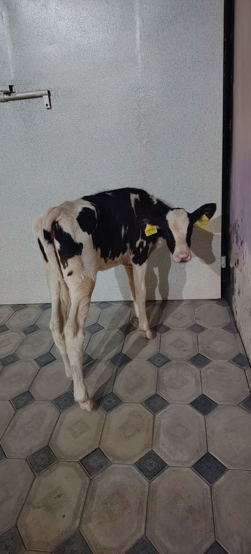 Dana, buzov, Dişi, Holsteyn, Simental, ay: 1, 85 kq, Damazlıq, Südlük, Ətlik — Kənd təsərrüfatı heyvanları, Ağdaş (4)