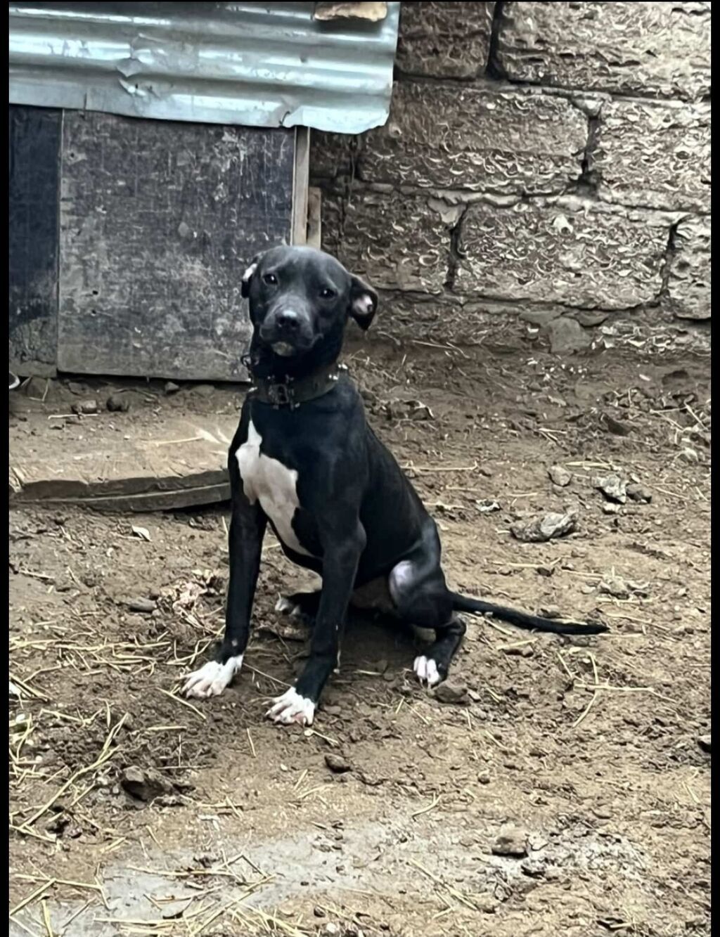 Pitbul, 1 ay, Erkək, Ödənişli çatdırılma — Köpəklər, Bakı (2)