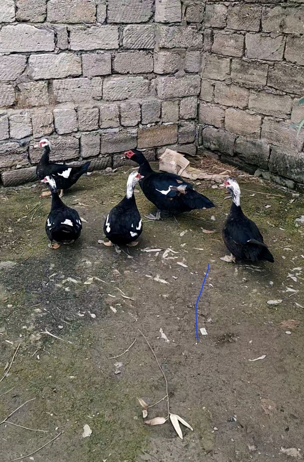 Erkək, Lal ördək, Damazlıq — Digərləri, Digah
