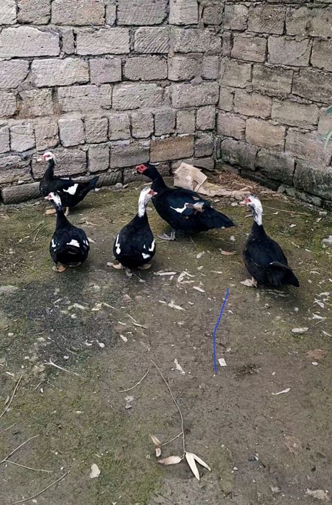 Erkək, Lal ördək, Damazlıq — Digah