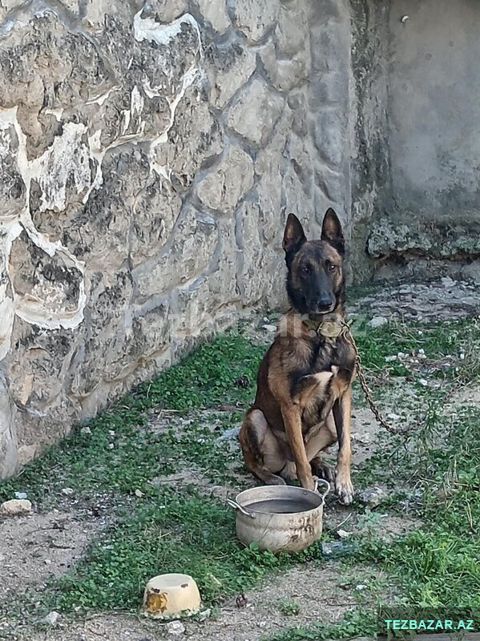 Belçika Ovçarkası — Bakı