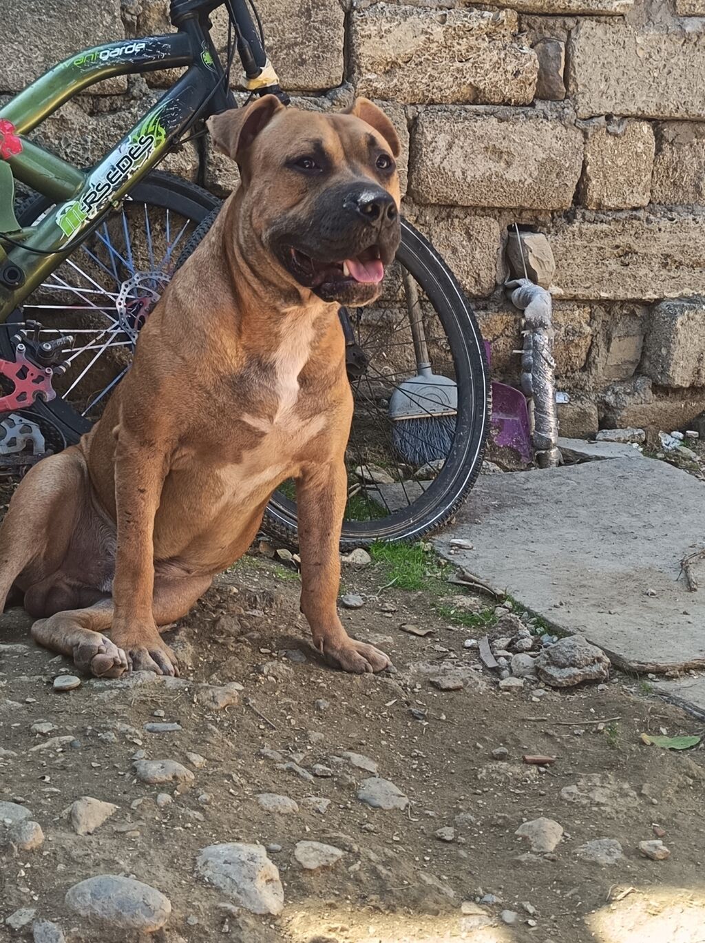 Pitbul, 1 ay, Erkək, Ödənişli çatdırılma — Köpəklər, Bakı (7)