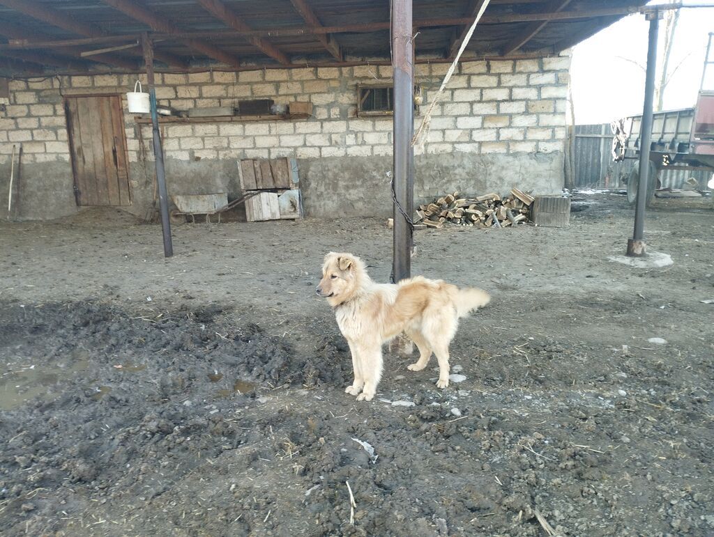 Qoruyucu it – uzun tüklü, orta ölçülü, qızılı-krem rəngdə — Köpəklər, Oğuz (4)