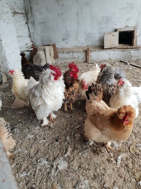 Toyuq, Damazlıq, Ünvandan götürmə — Bakı