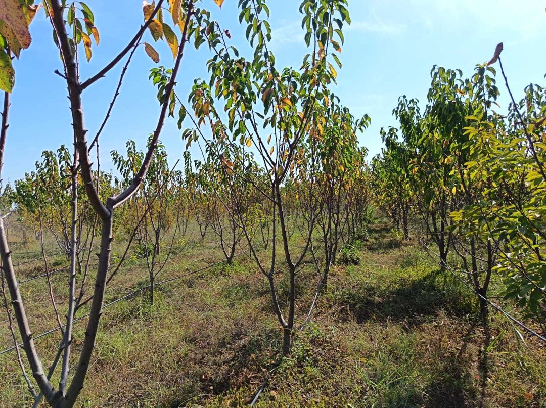 Satılır torpaq 152 sot — Torpaq, Göyçay (6)
