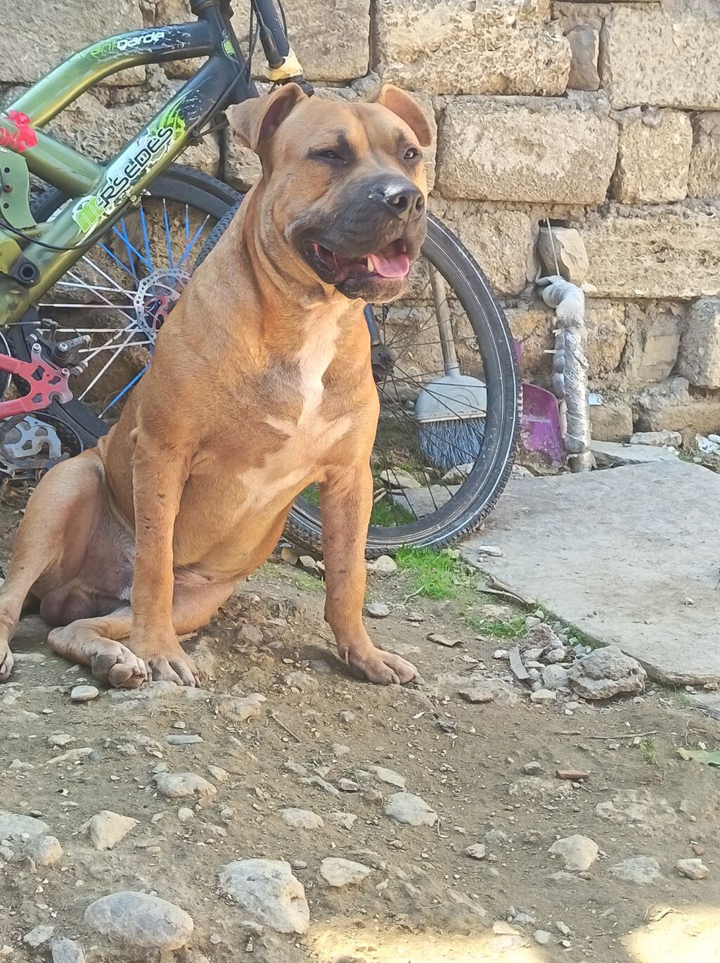 Pitbul, 1 ay, Erkək, Ödənişli çatdırılma — Köpəklər, Bakı (6)
