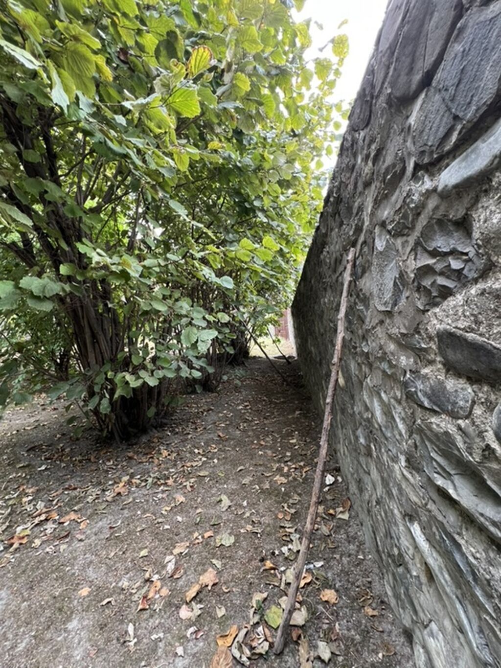 8 sot, Tikinti, Mülkiyyətçi, Kupça (Çıxarış) — Torpaq, Şəki (5)