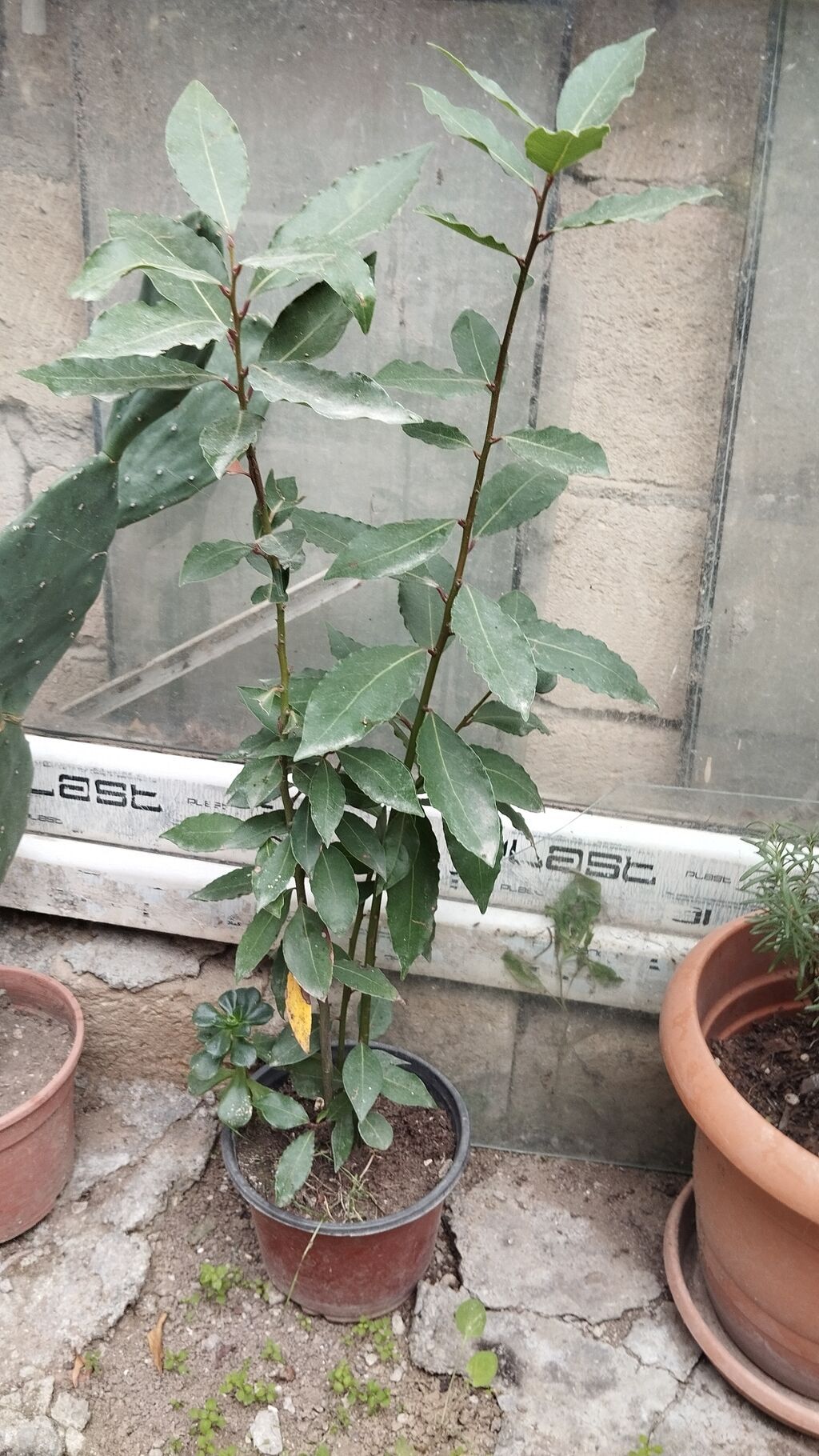 Satılır: dekorativ saksı bitkiləri dəsti - Schefflera arboricola — Qapı bitkələri, Xırdalan (2)
