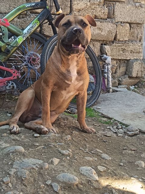 Pitbul, 1 ay, Erkək, Ödənişli çatdırılma — Bakı