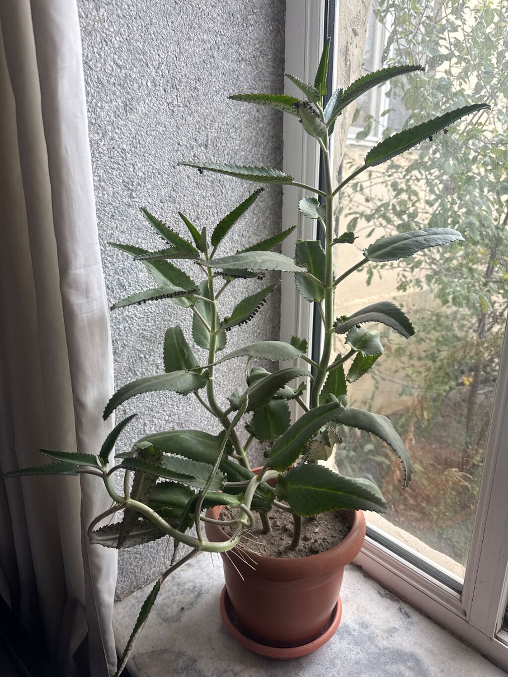 Kalanxoe (Bryophyllum daigremontianum – “uşaqlı kaktus”) – saksıda — Qapı bitkələri, Bakı (3)